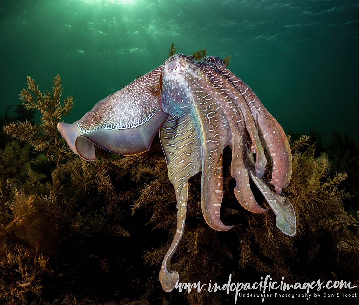 Giant Australian Cuttlefish