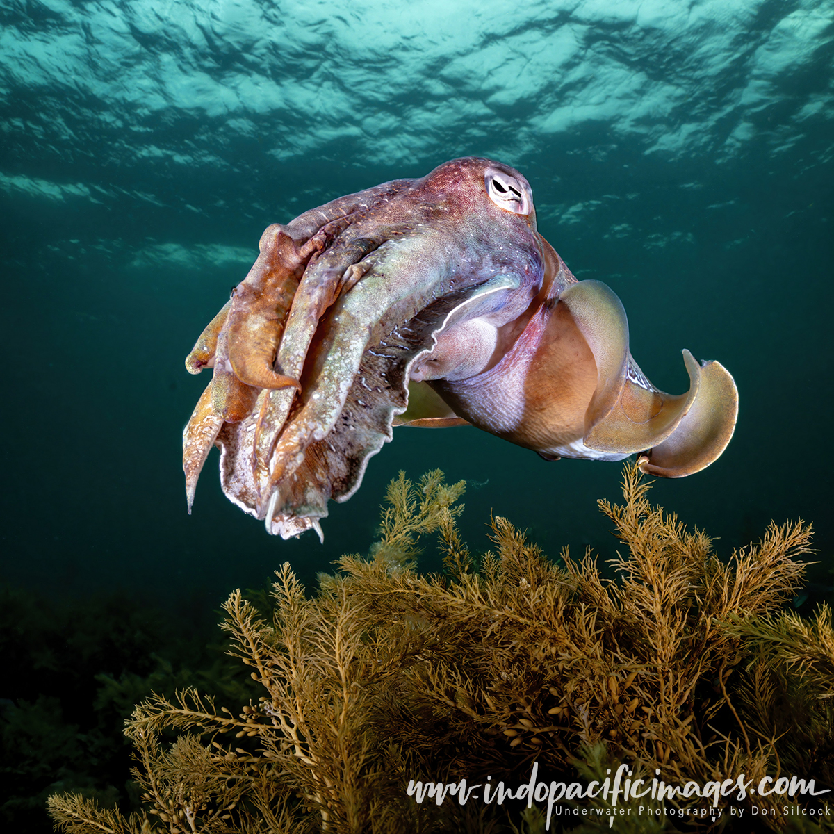 Amazing Giant Australian Cuttlefish
