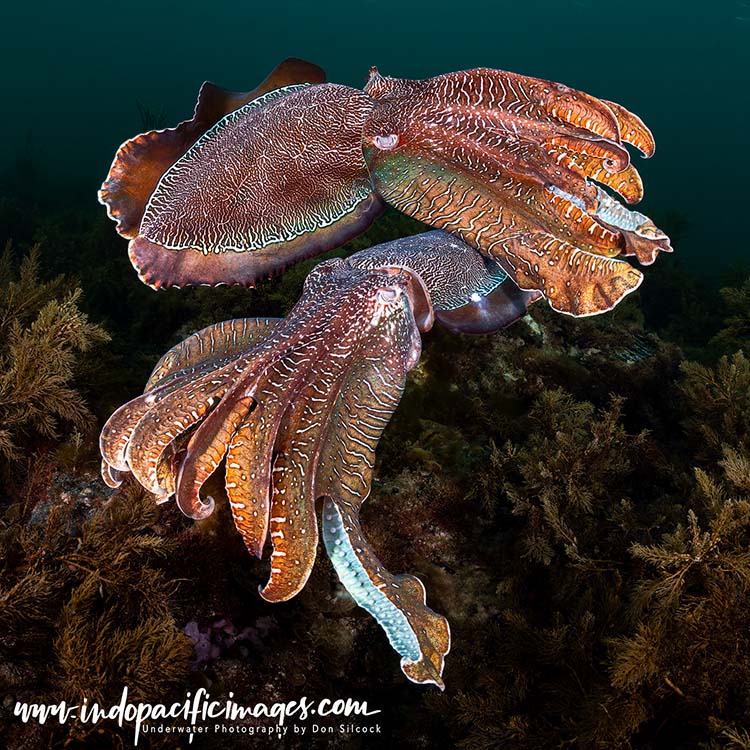 Amazing Australian Giant Cuttlefish