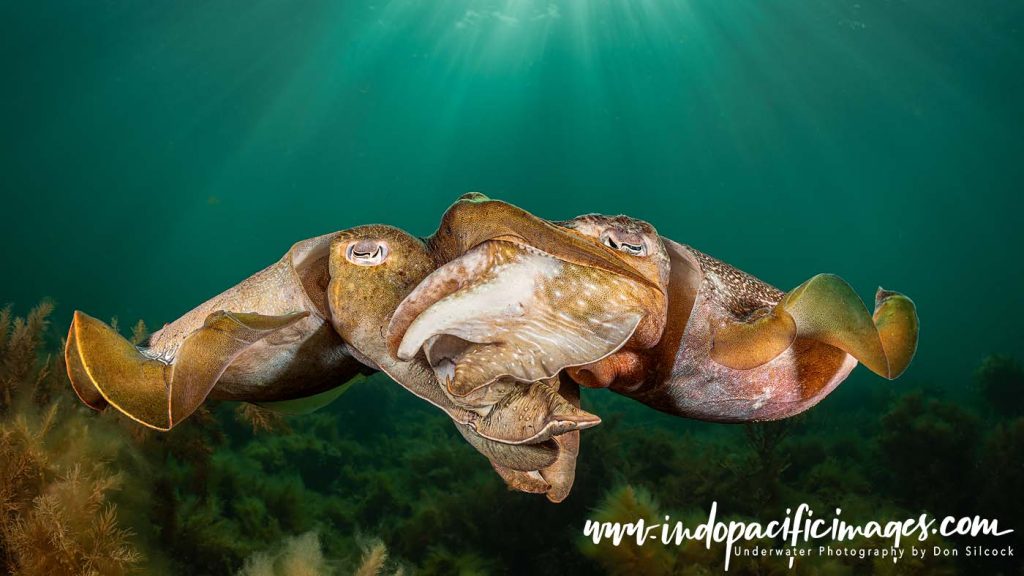 Amazing Australian Giant Cuttlefish