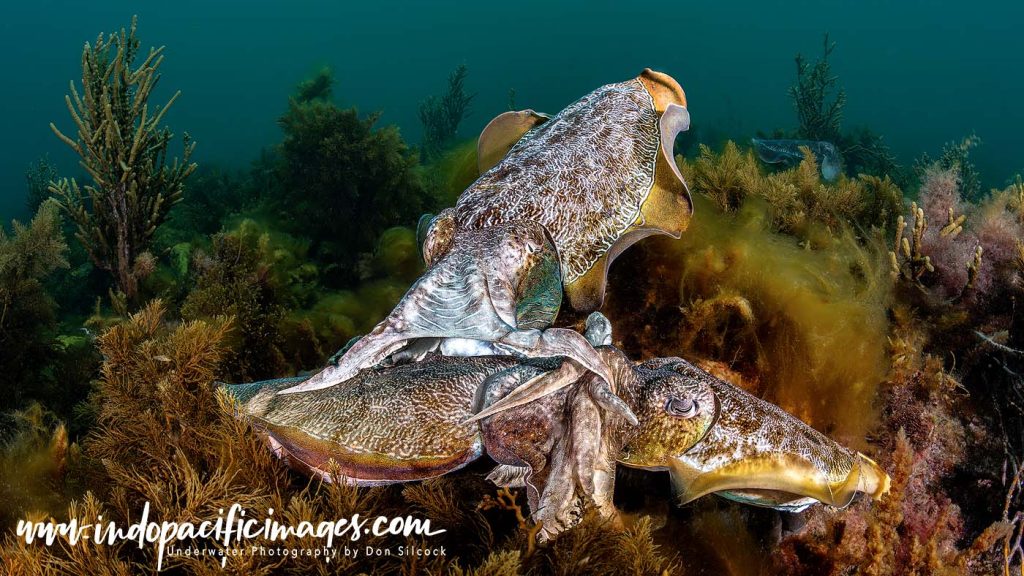 Amazing Australian Giant Cuttlefish