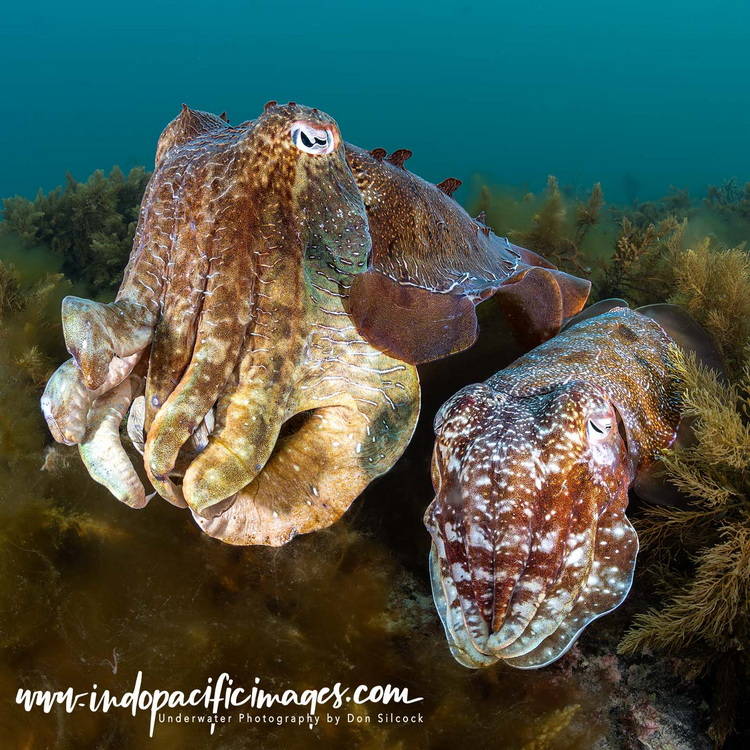 Amazing Australian Giant Cuttlefish
