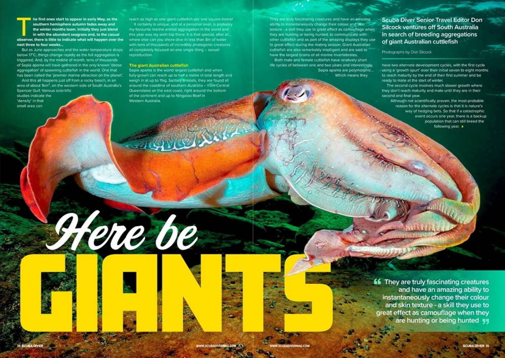 Amazing Australian Giant Cuttlefish