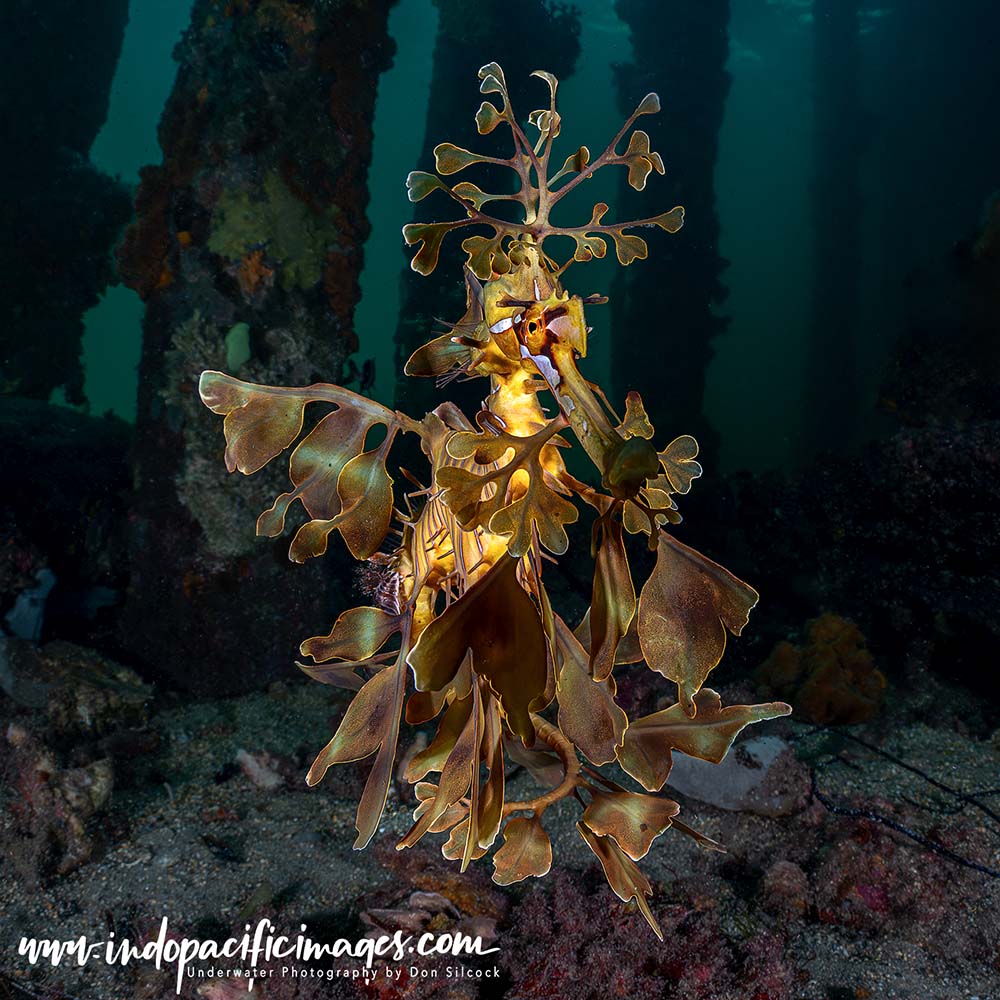 Diving Edithburgh Jetty
