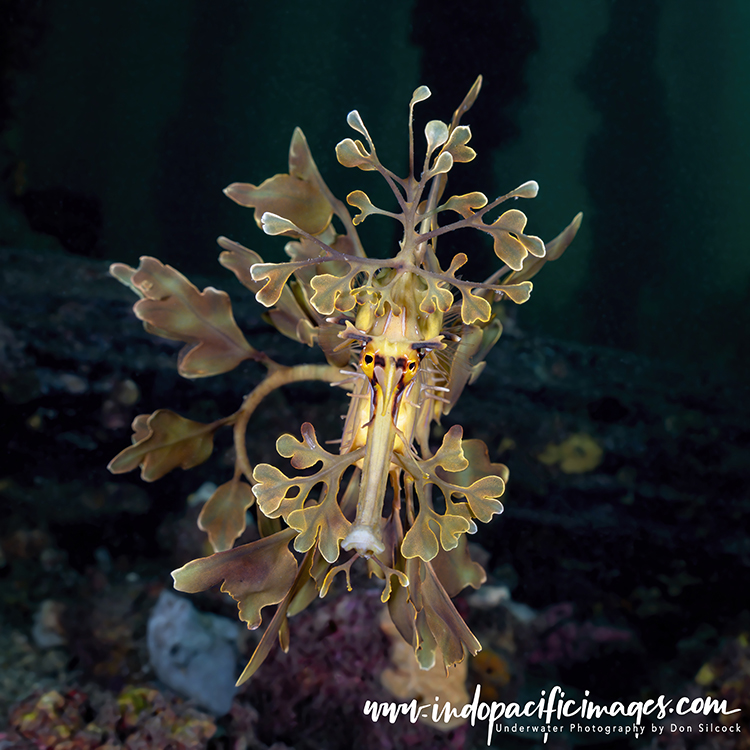 leafy sea dragon