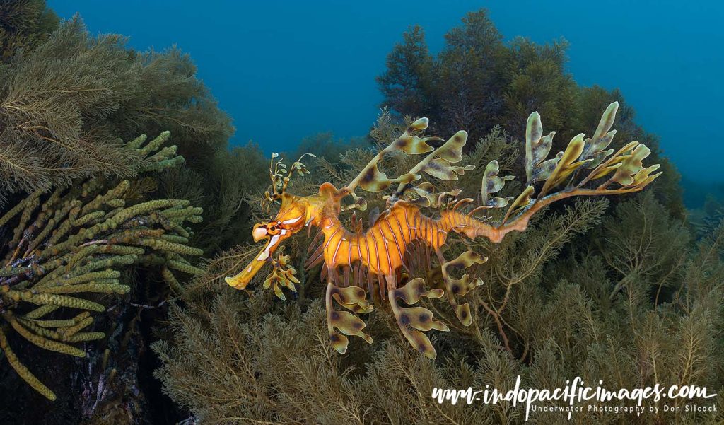 Australian Leafy Seadragons