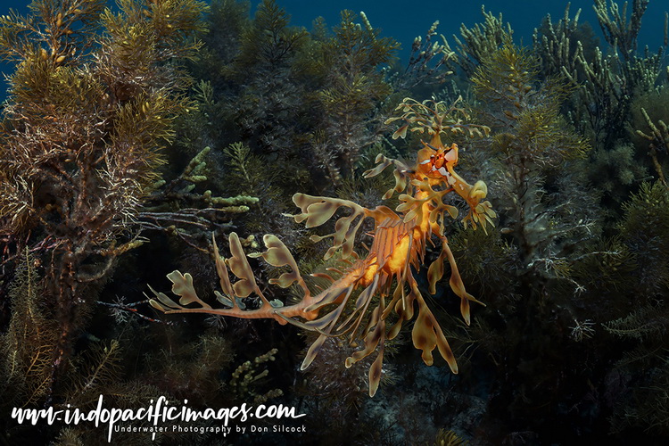 Propulsion… Like all bony fish, Leafies use their swim bladders to maintain position in the water column, while two small fins - one on their back close to the tail, provides forward movement while a second on the ridge of the neck allows them to steer and turn their bodies to change direction. Although the incredible leaf-like appendages look like some form of fin, they actually play no part in how Leafies move through the water and are simply there for camouflage. The overall effect being that Leafy Sea Dragons seem to float majestically through the water! Reproduction The Leafy Sea Dragon breeding season is during the warmer months of the southern hemisphere, starting late in the Australian spring around October and ending in late February as the summer comes to a close. It is all temperature dependent and triggered by warmer coastal water, but when it happens the males give up their solitary lifestyle to court the females and when mating occurs, the females deposit between 250 to 300 bright-pink eggs onto the spongy “brood patch” on the underside of the male’s tale. The males then incubate the eggs, carrying them for between 6-8 weeks until they are ready to hatch and change colour from pink to purple or orange. The eggs hatch at a rate of 2 to 3 at a time and the male assists the hatching by shaking his tail and rubbing it up against seaweed and rocks – a process that typically takes many hours. When they emerge from their eggs the young Sea Dragons are between 4 and 7mm in length and completely on their own, surviving initially by living off the still-attached egg capsule until their snouts are developed enough to start hunting. Leafies are fully grown after about two years and ready to mate, but it is estimated that only about 5% of the hatchlings survive to reach that stage of maturity. Threats to Survival There are two main threats to the survival of Leafy Sea Dragons - bad weather and rogue divers poaching them for the aquarium trade and private collectors! Unlike their cousins the seahorse, leafies have no tail and therefore no way to attach themselves to the kelp and seaweed in their habitats, so harsh weather conditions and the inevitable big waves, can sweep them from their safe havens and wash them up on the shore. While storms and big seas are part of nature and, as such, are factored in to overall ebb and flow of their reproductive cycle, there is no doubt that global warming induced changes to Australian weather patterns are impacting these delicate creatures. However, the bigger threat is the insidious practice of poaching leafies for the aquarium trade where their superb presence in the water makes them so highly prized they are believed to fetch prices of up to $15,000! Conservation Poaching had such a dramatic impact on the overall numbers of leafies that by the early 1990’s they had been formally protected in the states of South Australia, Victoria and Western Australia. Plus, by the end of that decade, they were provided with national protection by the Australian Government. But… despite those actions the Leafy Seadragon has been classified as “Near Threatened” by the IUCN since 2006 and anecdotal indications by experienced South Australian divers is that before poaching really became bad it was quite common to see up to 30 Leafies at the most popular sites. These days it’s a good day if 5 are encountered and so there is clearly a long way to go before these iconic creatures are restored to their former status! Where to See the Australian Leafy Sea Dragon The jetties and bays of South Australia, plus the state’s very scenic Kangaroo Island are the best places to see Leafies – with Rapid Bay, Victor Harbor and Edithburg probably the best locations. Both Rapid Bay and Victor Harbor are about 85km south of the state capital Adelaide and are very popular dive sites, while Edithburg is on the south-east corner of Yorke Peninsula and about 50km west of Adelaide across the Gulf St Vincent but some 225 km away by road. All three are shore dives with easy access in good weather and I have personally had the most success at Edithburg, although I must say that I was guided and doubt I would have been able to find them on my own. How to See the Australian Leafy Sea Dragon Because the Leafy Sea Dragon’s camouflage is so effective they are surprisingly difficult to spot, even when they are right in front of you, so unless you have unlimited time, patience and a particularly strong sense of humour – you will probably be best served by using a guide Several years ago, the choices for guides were quite limited, but these days a quick check with Dr Google shows that a lot of dive shops and various individuals offer “Leafy Sea Dragon tours”. Leafy Sea Dragon Etiquette… Leafies are very delicate creatures that are very territorial and easily stressed, so great care is needed when interacting with them – particularly if the males are carrying eggs! Under no circumstances should they be moved up and down in the water column because their swim bladders are easily damaged by sudden changes in pressure. Similarly, Leafies do not have any eyelids and are believed to quite sensitive to bright light and therefore should not be exposed to video lights over an extended period or excessive use of strobes. Overall the Leafy Sea Dragon is an impressive example of Australian marine biodiversity and encounters with them are truly memorable, but they must be respected and treated with great care!