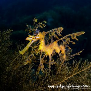 Australian Leafy Seadragon