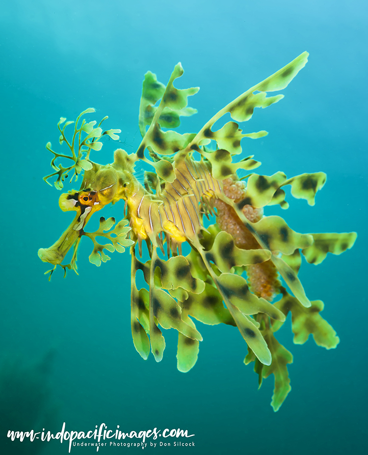 Australian Leafy Seadragon