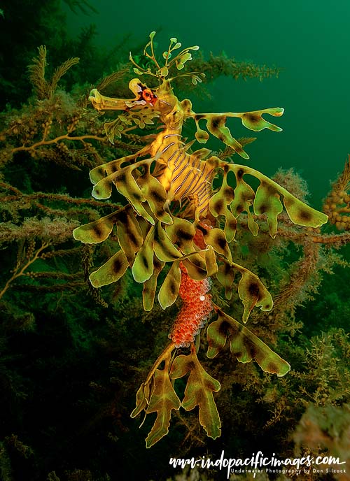 Australian Leafy Seadragons