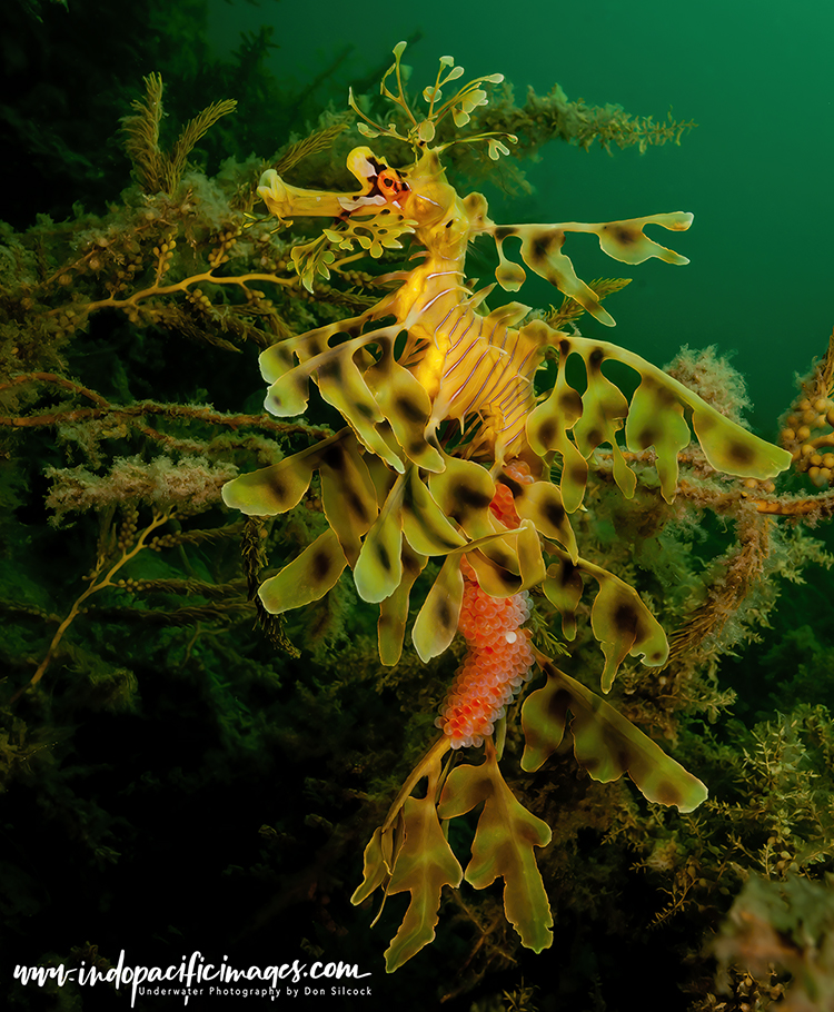 The Australian Leafy Seadragon