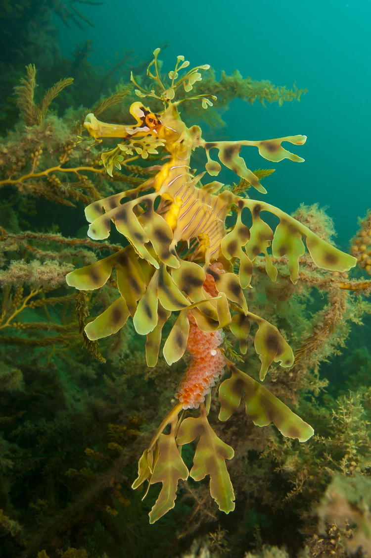 The Incredible Australian Leafy Seadragon | An Indopacificimages Article