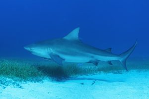 Great Hammerhead Sharks of Bimini