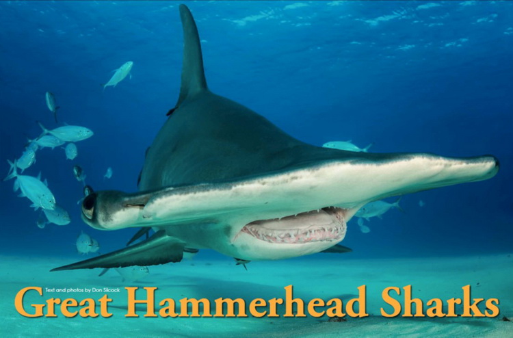 The Great Hammerhead sharks of Bimini