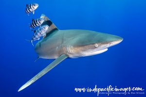 Oceanic Whitetip Sharks of Cat Island