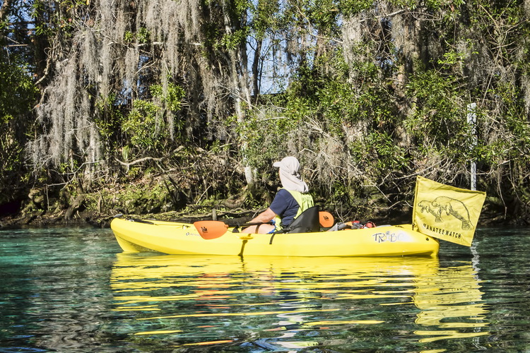 Manatees of Crystal River - Manatee Watch volunteer Warden