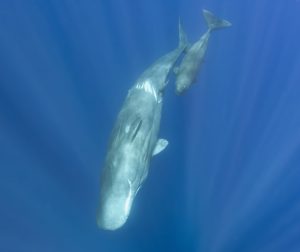 The Sperm Whales of the Azores