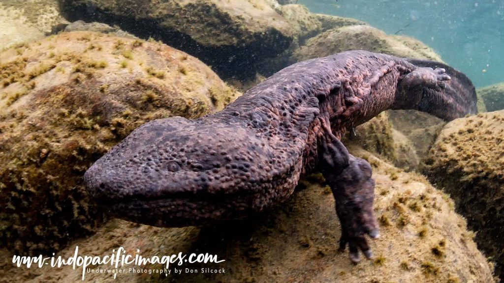 Giant Japanese Salamander