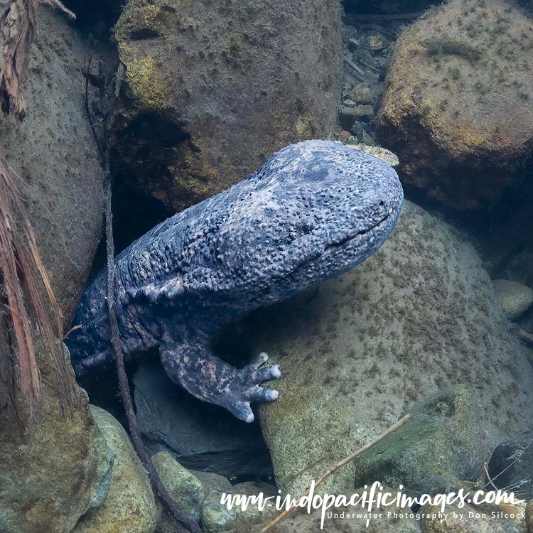 Giant Japanese Salamander