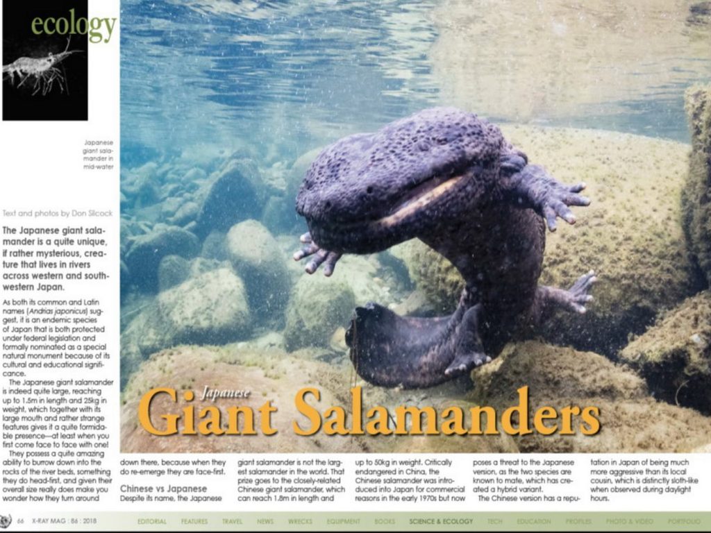 Giant Japanese Salamander