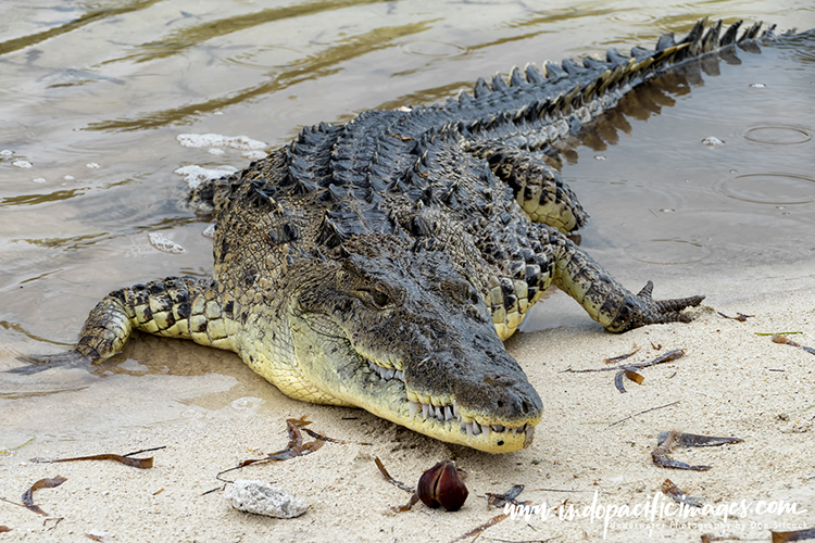Chinchorro Crocodiles