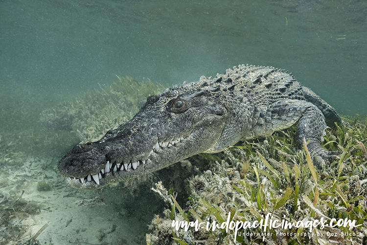 crocodiles underwater