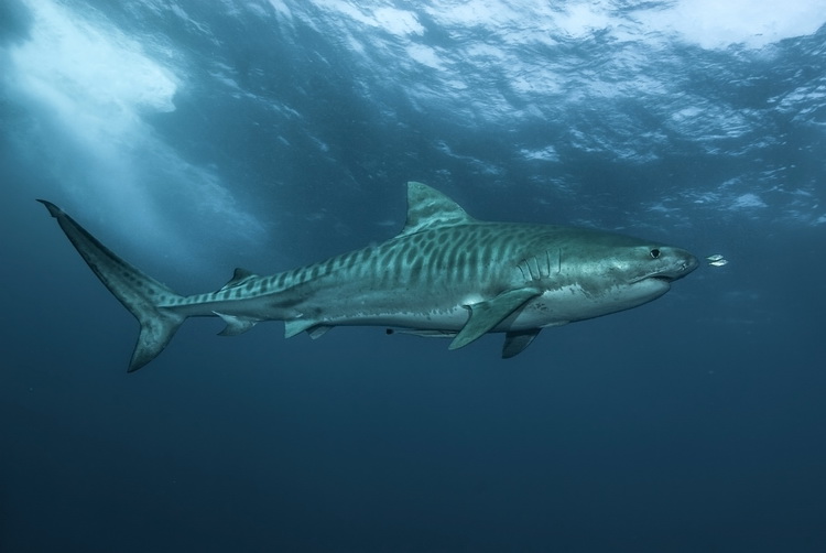 Tiger shark, Oceanic predator, Apex predator, Coastal waters