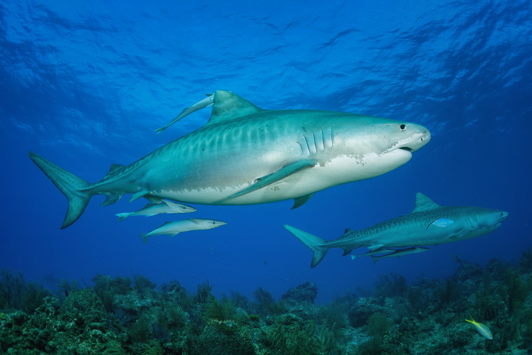Bahamas Shark Sanctuary