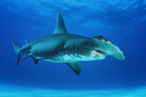 Bahamas Shark Sanctuary