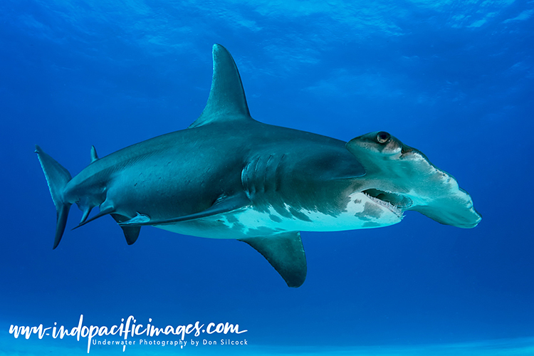 Bahamas Shark Sanctuary