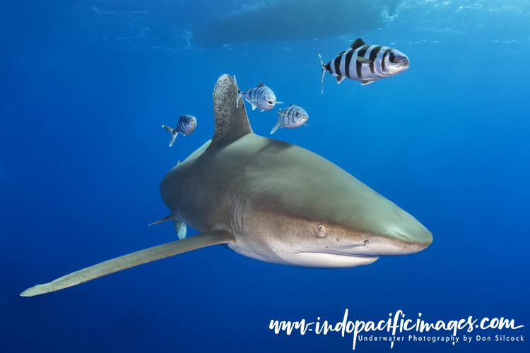 Oceanic Whitetip Sharks of Cat Island