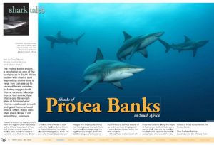 Sharks of Protea Banks
