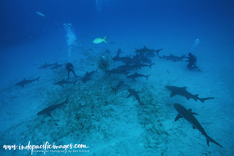 Tiger Sharks of Grand Bahama