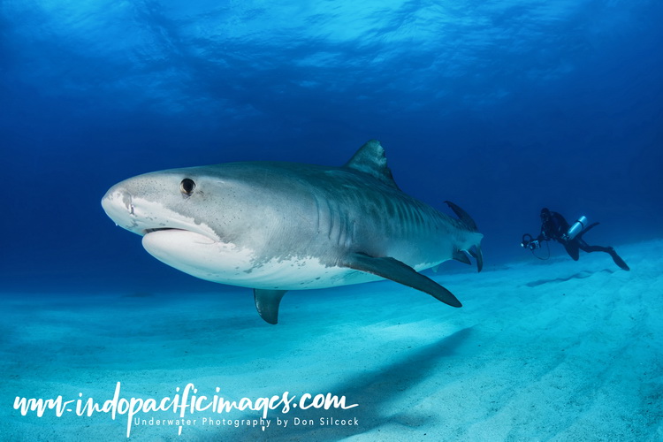 Tiger Sharks of Grand Bahama