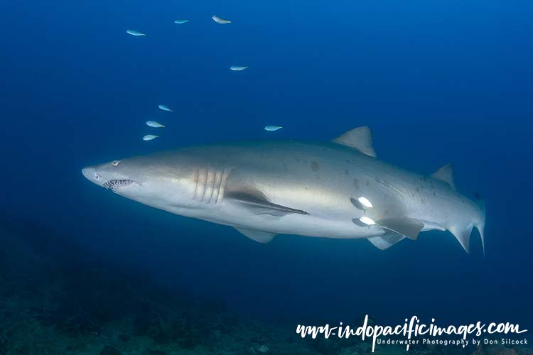 Diving the Ogasawara Islands
