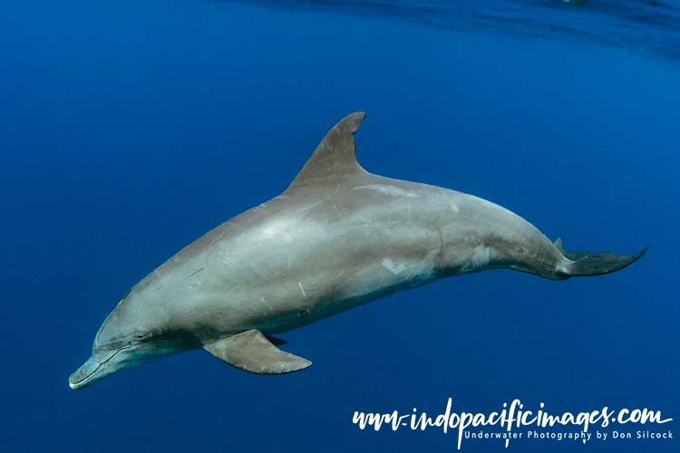 Diving the Ogasawara Islands