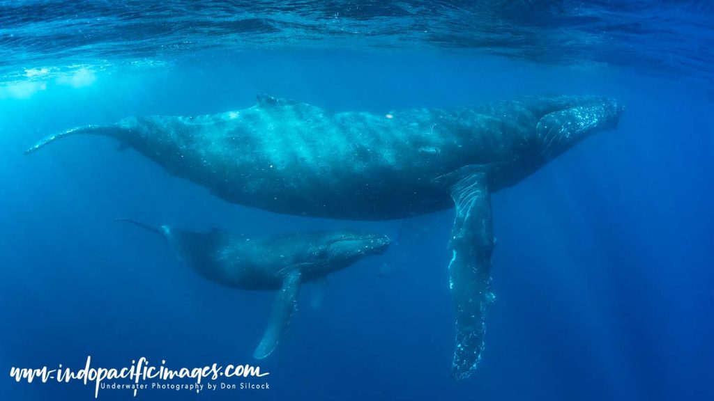 Diving the Ogasawara Islands