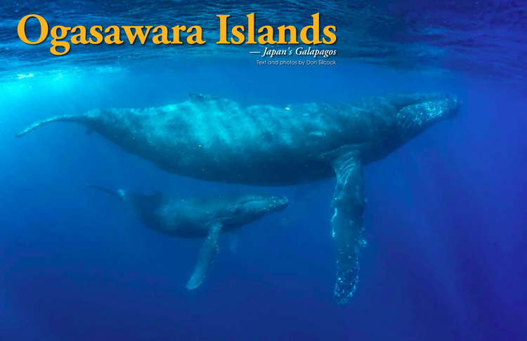 Diving the Ogasawara Islands