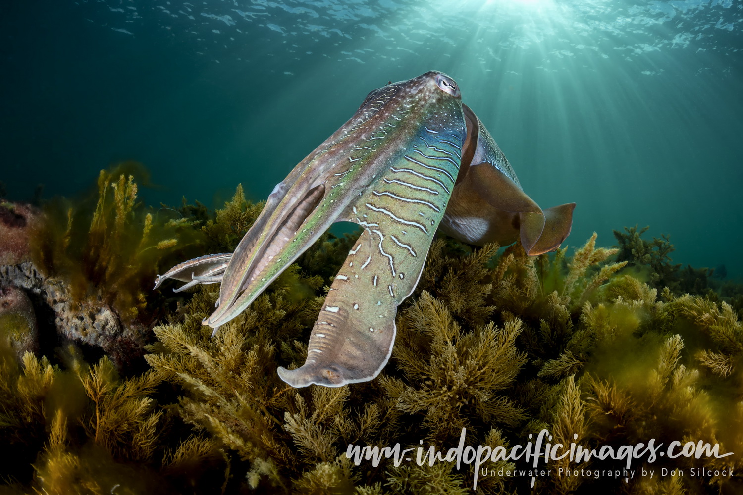 14. Giant Australian Cuttlefish - Beautiful Lighting! - Indopacificimages