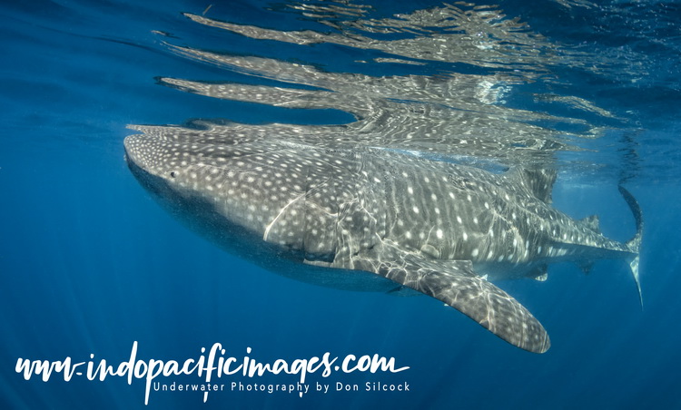 The Whale Sharks of Isla Mujeres