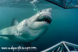Great White Cage Diving Technique - A Great White takes a tuna bait