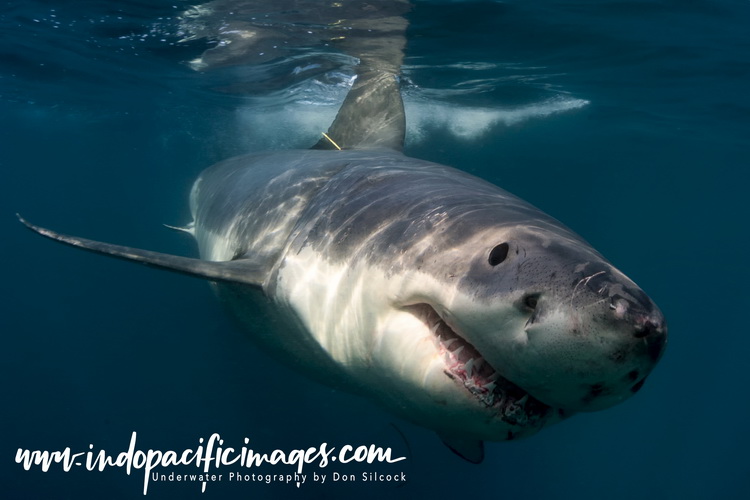 Australian Great White Shark