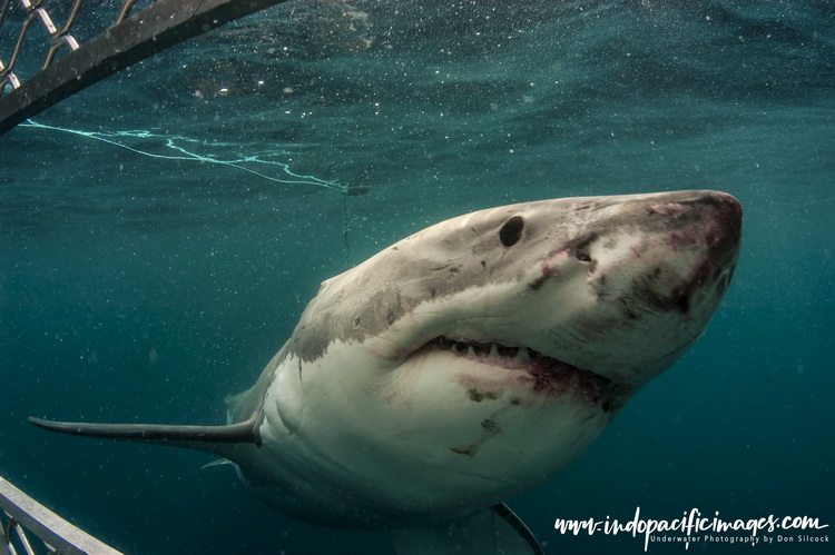 Photographing Great White Sharks