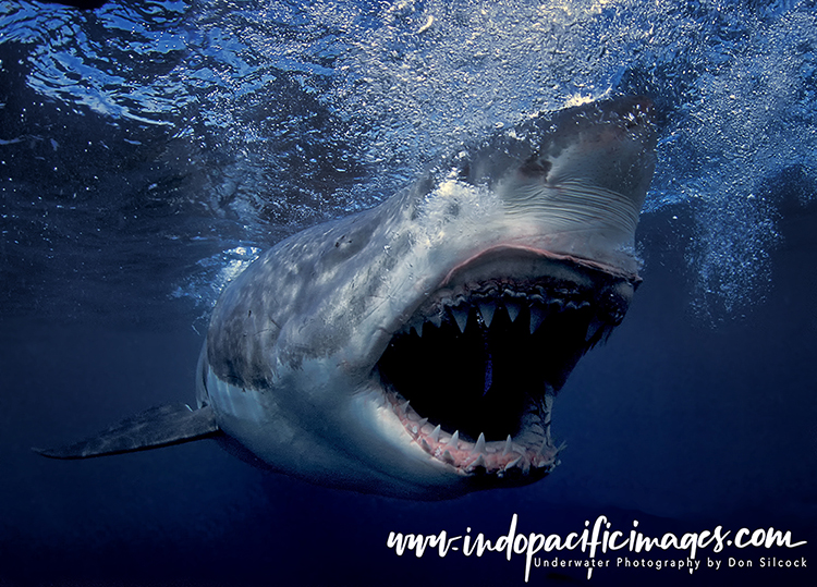 Photographing Great White Sharks