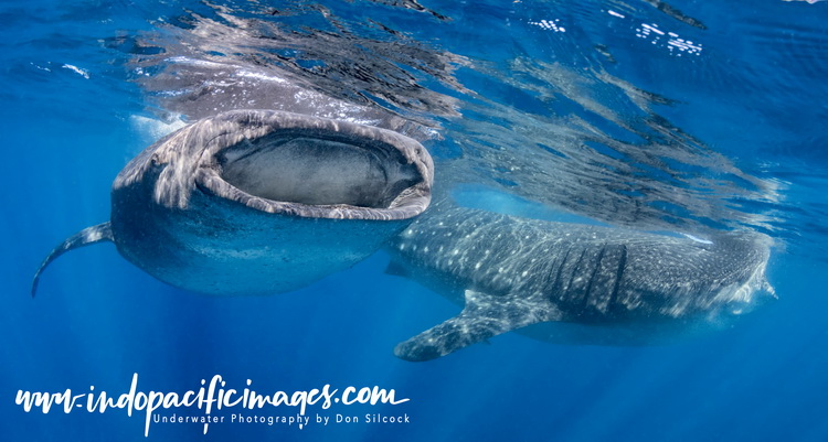 Whale sharks thriving in waters off Australia