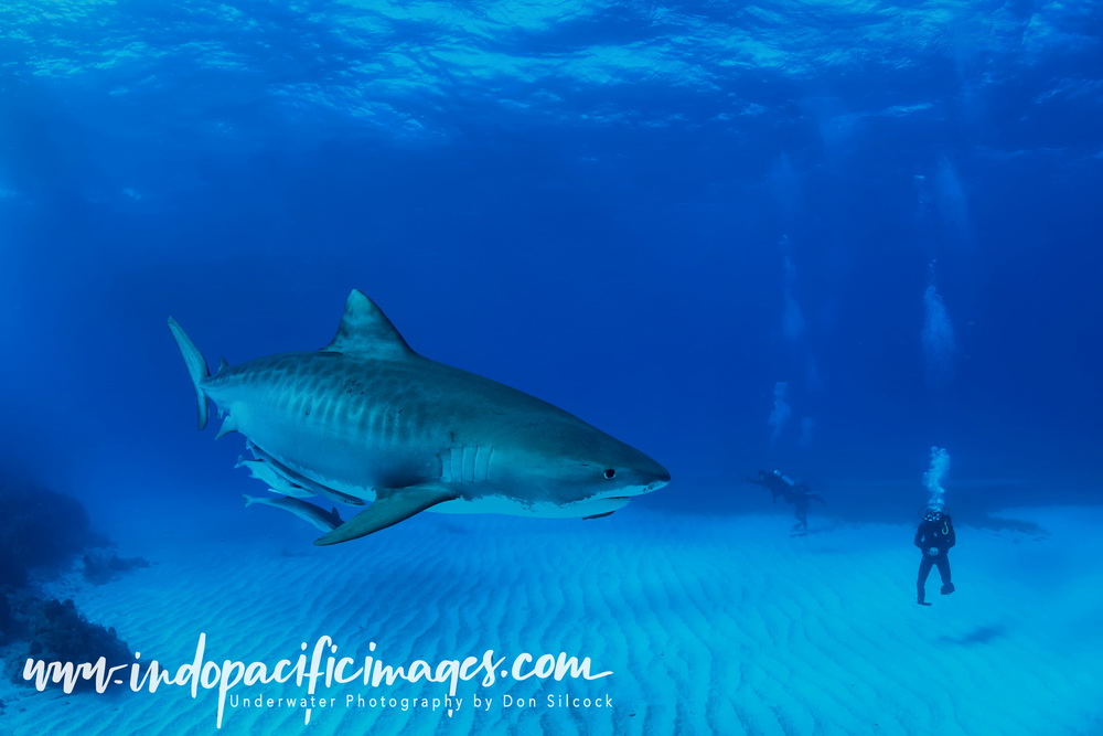 Tiger Sharks of Grand Bahama