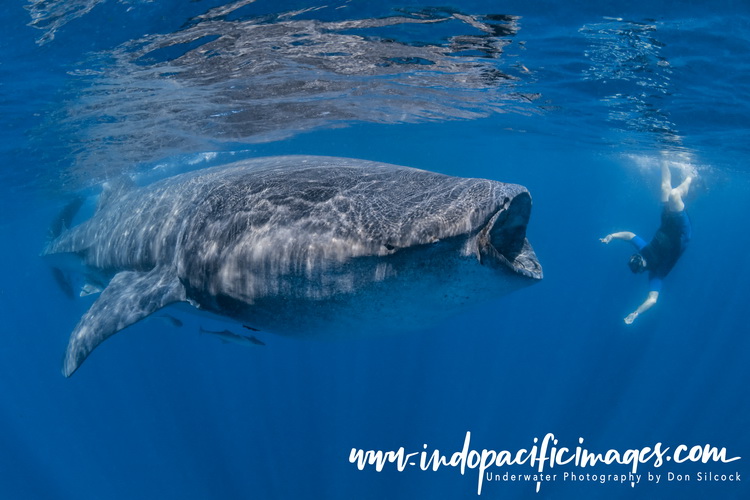 The Whale Sharks of Isla Mujeres