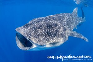 Exceptional Underwater Experiences in the Americas - Isla Mujeres Whale Shark