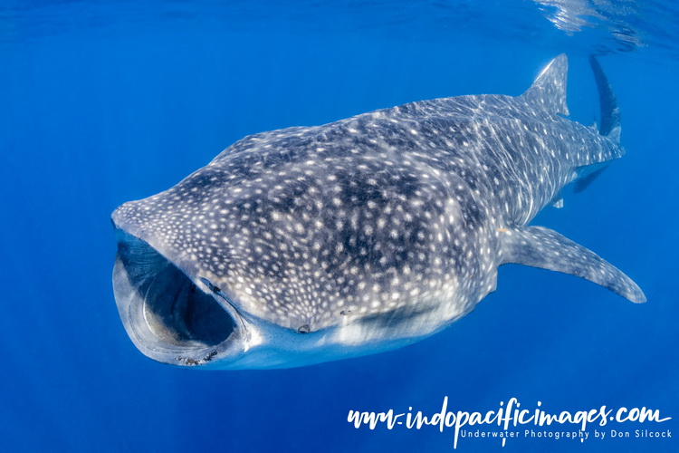 The Whale Sharks of Isla Mujeres