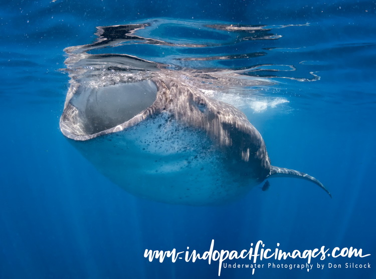 The Whale Sharks of Isla Mujeres